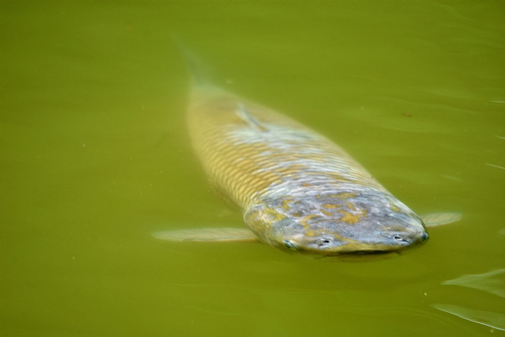 Carpa erbivora: Ctenopharyngodon idella opp. Mylopharyngodon piceus